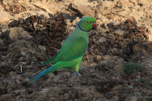 Rose-ringed Parakeet